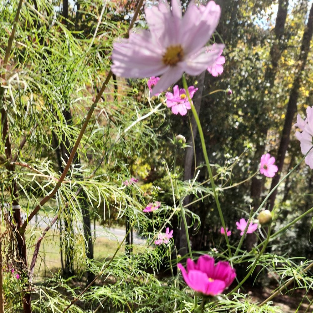 Meet your Posher, CJ